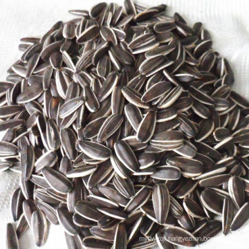 Inner Mongolia sunflower seeds in shell